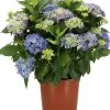 Intratuin Hortensie (Hydrangea macrophylla) blau D 21 H 40 cm| Hortensien|Blühende Pflanzen