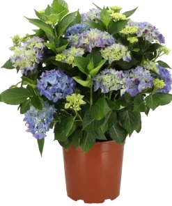 Intratuin Hortensie (Hydrangea macrophylla) blau D 21 H 40 cm| Hortensien|Blühende Pflanzen