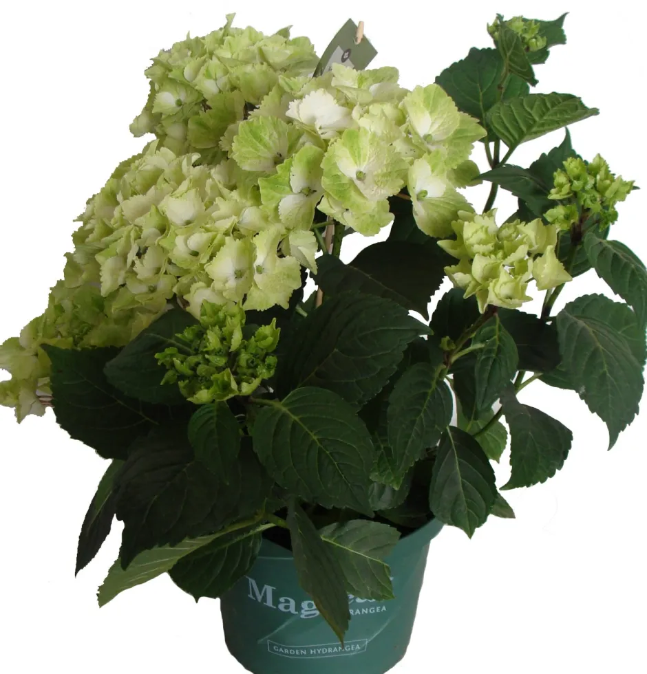 Intratuin Hortensie (Hydrangea 'Magical Noblesse') weiß D 20 H 45 cm| Hortensien|Blühende Pflanzen