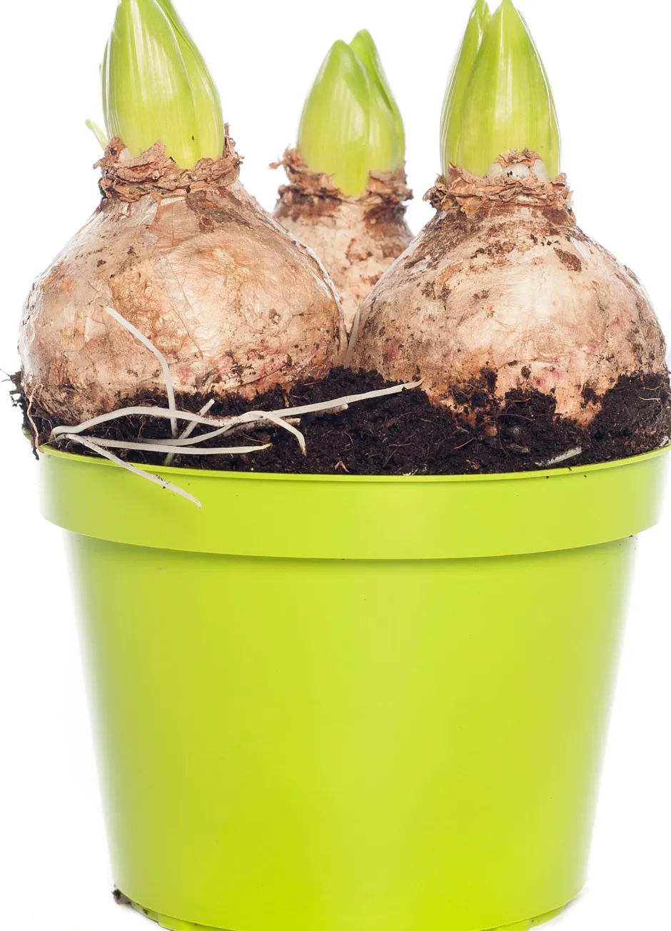 Intratuin Hyazinthe (Hyacintus orientalis 'Pink Pearl') D 12 H 15 cm| Kleine Zimmerpflanzen|Blühende Zimmerpflanzen