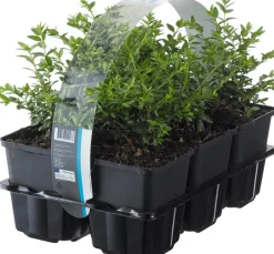 Intratuin Immergrüne Heckenkirsche (Lonicera Nitida 'Maigruen')| Heckenpflanzen|Kletterpflanzen