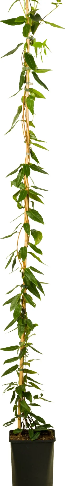 Intratuin Immergrünes Geißblatt (Lonicera henryi 'Copper Beauty') D 23 H 210 cm| Kletterpflanzen|Winterharte Pflanzen