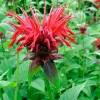 Intratuin Indianernessel (Monarda 'Cambridge Scarlet')| Blühende Pflanzen|Mehrjährige Pflanzen