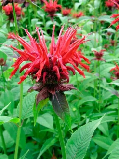 Intratuin Indianernessel (Monarda 'Cambridge Scarlet')| Blühende Pflanzen|Mehrjährige Pflanzen