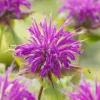 Intratuin Indianernessel (Monarda 'Marshall's Delight')| Blühende Pflanzen|Mehrjährige Pflanzen
