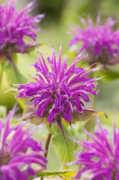 Intratuin Indianernessel (Monarda 'Marshall's Delight')| Blühende Pflanzen|Mehrjährige Pflanzen