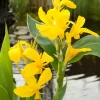 Intratuin Indisches Blumenrohr (Canna)| Blühende Pflanzen|Mehrjährige Pflanzen