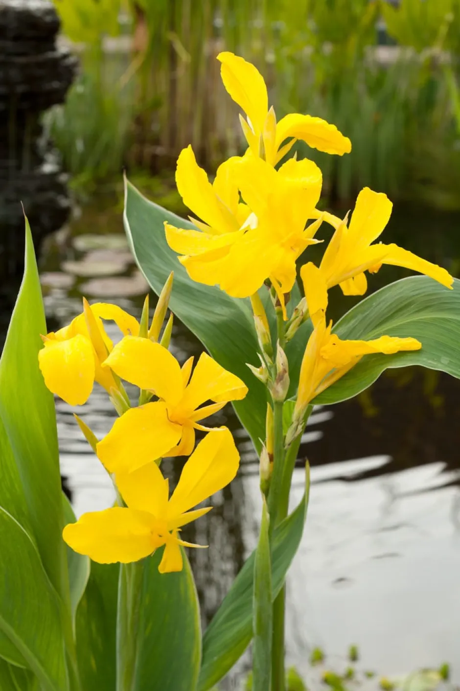 Intratuin Indisches Blumenrohr (Canna)| Blühende Pflanzen|Mehrjährige Pflanzen