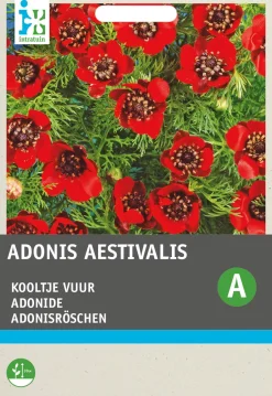 Intratuin Adonisröschen rot (Adonis aestivalis) Blumensamen| Saatgut|Blühende Pflanzen