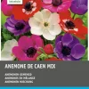 Intratuin Anemonen (Anemone 'De Caen') Blumenzwiebel-Mischung 60 St.| Frühlings-Blüher|Blumenzwiebeln
