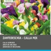 Intratuin Aronstab (Zantedeschia) Blumenzwiebel-Mischung 4 St.| Sommer-Blüher|Blumenzwiebeln