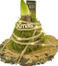 Intratuin Arrangement Amaryllis (Hippeastrum) in Moos mit LED-Beleuchtung D 20 H 21 cm| Kleine Zimmerpflanzen|Blühende Zimmerpflanzen