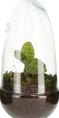 Intratuin Arrangement Glasglocke mit Juwelorchidee D 14 H 10 cm| Pflanzenarrangements|Kleine Zimmerpflanzen