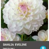 Intratuin Balldahlie (Dahlia 'Bal eveline') Blumenzwiebel 1 St.| Sommer-Blüher|Blumenzwiebeln