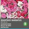Intratuin Bartnelke (Dianthus barbatus 'Wee Willie') Blumensamen| Saatgut|Blühende Pflanzen