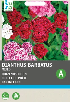 Intratuin Bartnelke (Dianthus chinensis) Blumensamen-Mischung| Saatgut|Blühende Pflanzen