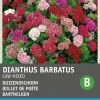 Intratuin Bartnelken einfach (Dianthus barbatus) Blumensamen-Mischung| Saatgut|Blühende Pflanzen