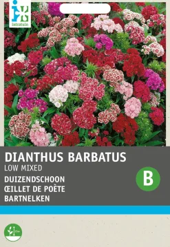 Intratuin Bartnelken einfach (Dianthus barbatus) Blumensamen-Mischung| Saatgut|Blühende Pflanzen