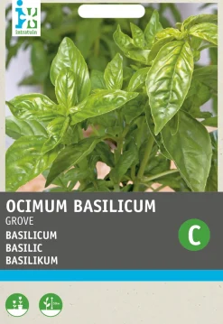Intratuin Basilikum großblättrig (Ocimum basilicum) Samen| Kräutersamen|Saatgut