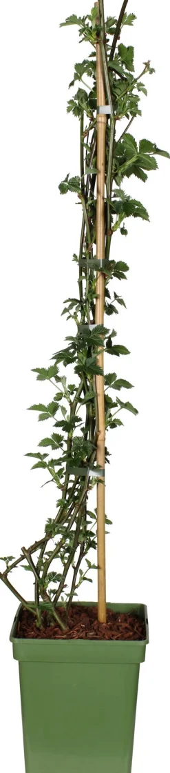 Intratuin Bio Brombeere (Rubus fruticosus 'Black Satin') H 100 cm| Obstbäume & -Sträucher|Obstbäume & -Sträucher