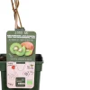Intratuin Bio Kiwi (Actinidia deliciosa 'Jenny') D 23 H 100 cm| Obstbäume & -Sträucher|Obstbäume & -Sträucher
