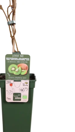 Intratuin Bio Kiwi (Actinidia deliciosa 'Jenny') D 23 H 100 cm| Obstbäume & -Sträucher|Obstbäume & -Sträucher