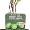Intratuin Bio Kiwibeere (Actinidia arguta 'Issai') H 100 cm| Blühende Pflanzen|Obstbäume & -Sträucher