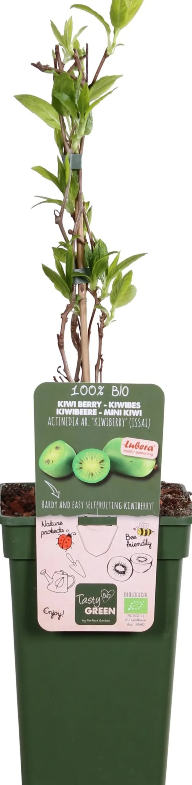 Intratuin Bio Kiwibeere (Actinidia arguta 'Issai') H 100 cm| Blühende Pflanzen|Obstbäume & -Sträucher