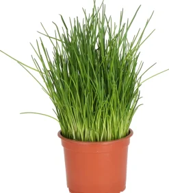 Intratuin Bio Schnittlauch (Allium schoenoprasum) D 12 H 15 cm| Obst, Gemüse & Kräuter|Kräuterpflanzen