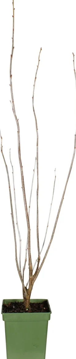 Intratuin Bio Schwarze Johannisbeere (Ribes nigra 'Ben Nevis') H 100 cm| Blühende Pflanzen|Obstbäume & -Sträucher