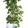 Intratuin Bio Stachelbeere (Ribes uva crispa 'Captivator') H 55 cm| Blühende Pflanzen|Obstbäume & -Sträucher