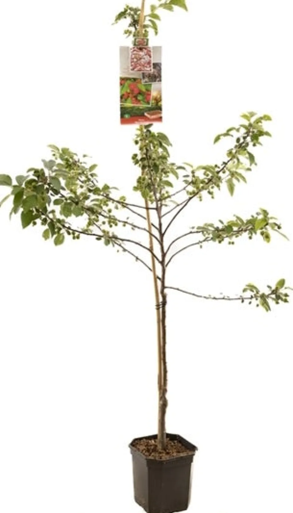 Intratuin Bio Zierapfel (Malus 'Red Sentinel') D 24 H 210 cm| Blühende Pflanzen|Obstbäume & -Sträucher