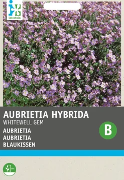 Intratuin Blaukissen lila (Aubrietia hybrida 'Whitewell') Blumensamen| Saatgut|Blühende Pflanzen
