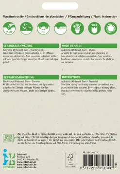 Intratuin Blaukissen lila (Aubrietia hybrida 'Whitewell') Blumensamen| Saatgut|Blühende Pflanzen