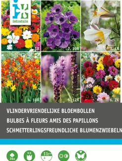 Intratuin Blumenzwiebel-Mischung schmetterlingsfreundliche Blumen 36 St.| Frühlings-Blüher|Blumenzwiebeln