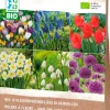 Intratuin Blumenzwiebeln für Bienen und Schmetterlinge (BIO) gemischt 33 St.| Frühlings-Blüher|Blumenzwiebeln