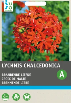 Intratuin Brennende Liebe rot (Lychnis chalcedonica) Blumensamen| Saatgut|Blühende Pflanzen