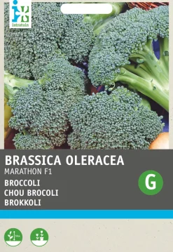 Intratuin Brokkoli (Brassica oleracea 'Premium Crop') Samen| Gemüsesamen|Saatgut