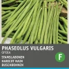 Intratuin Buschbohne (Phaseolus vulgaris 'Opera gourmet') Samen| Gemüsesamen|Saatgut