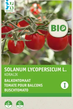 Intratuin Buschtomate (Solanum lycopersicum 'Koralik') (BIO) Samen| Gemüsesamen|Saatgut
