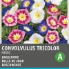 Intratuin Buschwinde (Convolvulus tricolor) Blumensamen-Mischung| Blühende Pflanzen|Saatgut