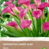 Intratuin Calla (Calla 'Garnet Glow') (BIO) Blumenzwiebel| Blumenzwiebeln|Blühende Pflanzen