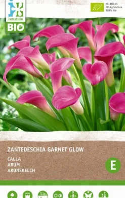 Intratuin Calla (Calla 'Garnet Glow') (BIO) Blumenzwiebel| Blumenzwiebeln|Blühende Pflanzen