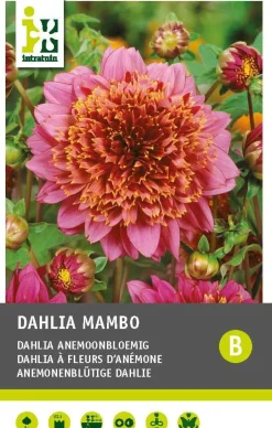 Intratuin Dahlie anemonenblütig (Dahlia 'Mambo') Blumenzwiebel 1 St.| Sommer-Blüher|Blühende Pflanzen