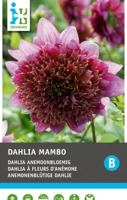 Intratuin Dahlie anemonenblütig (Dahlia 'Mambo') Blumenzwiebel 1 St.| Sommer-Blüher|Blühende Pflanzen