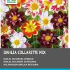 Intratuin Dahlie (Dahlia 'Collarette' mix) 5 st| Sommer-Blüher|Blumenzwiebeln