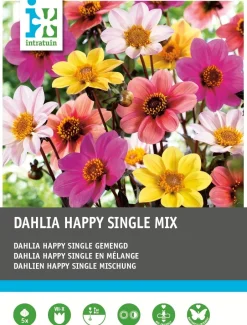 Intratuin Dahlie (Dahlia 'Happy Single') Blumenzwiebel-Mischung 5 St.| Sommer-Blüher|Blumenzwiebeln