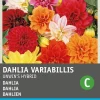Intratuin Dahlie (Dahlia variabilis 'Unwin's Hybride') Blumensamen| Saatgut|Blühende Pflanzen