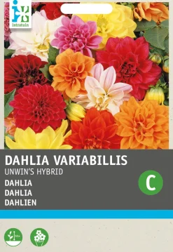 Intratuin Dahlie (Dahlia variabilis 'Unwin's Hybride') Blumensamen| Saatgut|Blühende Pflanzen