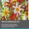 Intratuin Dahlie (Dahlia 'Windmolen' mix) 5 st| Sommer-Blüher|Blumenzwiebeln